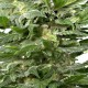 Насіння коноплі Dinafem auto Sour Diesel feminised