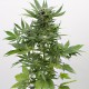Насіння коноплі Dinafem auto Sour Diesel feminised