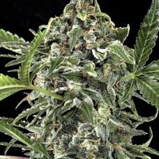 Dinafem auto White Cheese feminised