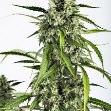 Dinafem auto White Widow XXL feminised