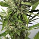 Семена конопли Dinafem auto White Widow XXL feminised
