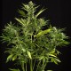 Семена конопли Dinafem auto White Widow XXL feminised