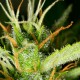 Семена конопли Dinafem auto White Widow XXL feminised