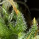 Семена конопли Dinafem auto White Widow XXL feminised