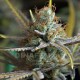 Семена конопли Dinafem Amnesia Kush feminised