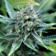 Семена конопли Dinafem Amnesia Kush feminised