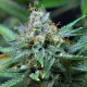 Семена конопли Dinafem Amnesia Kush feminised