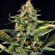 Семена конопли Dinafem Amnesia Kush feminised