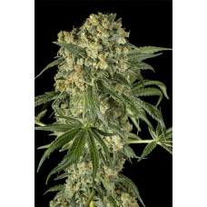 Dinafem Big Kush feminised