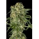 Семена конопли Dinafem Big Kush feminised