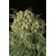 Семена конопли Dinafem Big Kush feminised