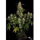 Семена конопли Dinafem Big Kush feminised