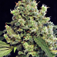 Dinafem Blue Hash feminised