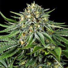 Dinafem Bubba Kush CBD feminised