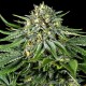 Семена конопли Dinafem Bubba Kush CBD feminised