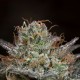 Семена конопли Dinafem Bubba Kush CBD feminised