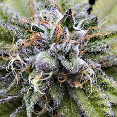 Dinafem Bubba Kush feminised