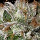 Семена конопли Dinafem Bubba Kush feminised