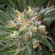 Семена конопли Dinafem Bubba Kush feminised