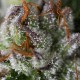 Семена конопли Dinafem Bubba Kush feminised