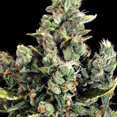 Dinafem Cheese feminised