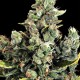 Насіння коноплі Dinafem Cheese feminised
