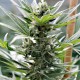 Насіння коноплі Dinafem Cheese feminised