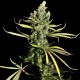 Насіння коноплі Dinafem Cheese feminised