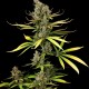 Насіння коноплі Dinafem Cheese feminised