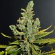 Насіння коноплі Dinafem Cheese feminised