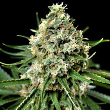 Dinafem Critical + 2.0 feminised