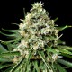 Насіння коноплі Dinafem Critical + 2.0 feminised