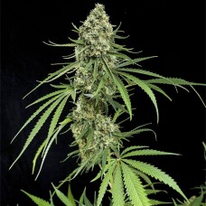 Dinafem Critical + feminised