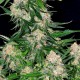 Семена конопли Dinafem Critical + feminised