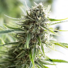 Dinafem Critical Mass CBD feminised