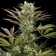 Dinafem Deep Cheese feminised