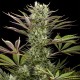 Семена конопли Dinafem Deep Cheese feminised