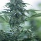 Семена конопли Dinafem Deep Cheese feminised