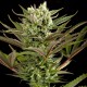Семена конопли Dinafem Deep Cheese feminised