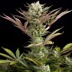 Семена конопли Dinafem Deep Cheese feminised