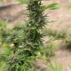 Семена конопли Dinafem Diesel feminised