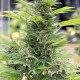 Семена конопли Dinafem Diesel feminised