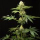 Насіння коноплі Dinafem Dinachem feminised