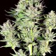 Насіння коноплі Dinafem Dinachem feminised