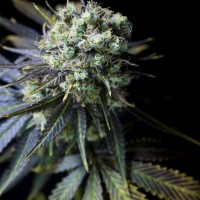 Dinafem Dinamed CBD feminised