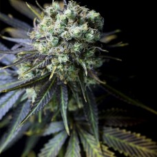 Dinafem Dinamed CBD feminised