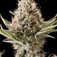 Семена конопли Dinafem Dinamex feminised