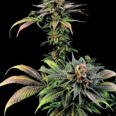 Dinafem Blue Widow feminised