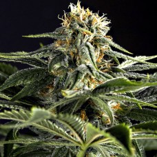 Dinafem California Hash Plant feminised