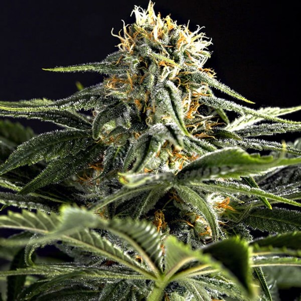 Семена конопли Dinafem California Hash Plant feminised